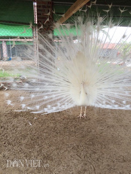 Kỳ dị nghề luyện công múa - 3 Cận cảnh một chú chim công trắng quý hiếm đang múa tại trang trại của anh Quỳnh.