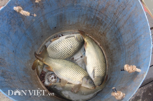 Chơi sang cho cá chép ăn đậu Úc, nông dân Thái Bình thu tiền tỷ - 3 Chơi sang cho cá chép ăn đậu Úc, nông dân Thái Bình thu tiền tỷ - 3
