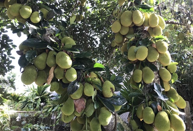 Khó tin: Cây mít "siêu mắn", ra 400 trái từ gốc lên ngọn - 3 Khó tin: Cây mít "siêu mắn", ra 400 trái từ gốc lên ngọn - 3