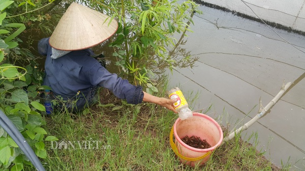 Dùng chai nhựa thải bẫy cáy, nông dân Cố đô kiếm 1 triệu đồng/ngày - 3
Các thợ săn cáy chỉ cần đặt các chai nhựa đã cắt miệng đặt ở các vệ bờ ruộng, ao là có thể bắt được cáy dễ dàng.