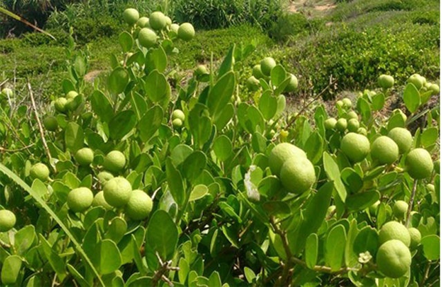 Quảng Ngãi: Ngỡ ngàng rừng cam đường dại trĩu quả trên đảo Bé - 3 Có nơi cam dại mọc thành lùm riêng (ảnh facebook Cao Ngọc Cảnh)