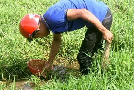 Thương lái Trung Quốc mua đỉa giá tới 600.000 đồng/kg để làm gì? - 3
Người dân ra đồng tìm bắt đỉa bán cho thương lái. Ảnh: Internet