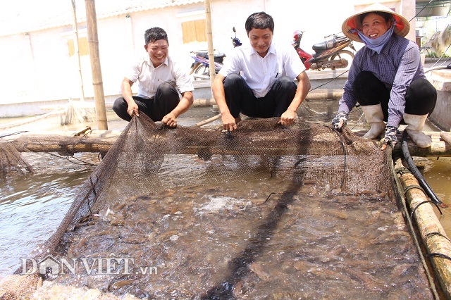 “Bắt” cá bống bớp đẻ theo ý muốn, tưởng gàn mà kiếm 5 tỷ đồng/năm - 3 “Bắt” cá bống bớp đẻ theo ý muốn, tưởng gàn mà kiếm 5 tỷ đồng/năm - 3