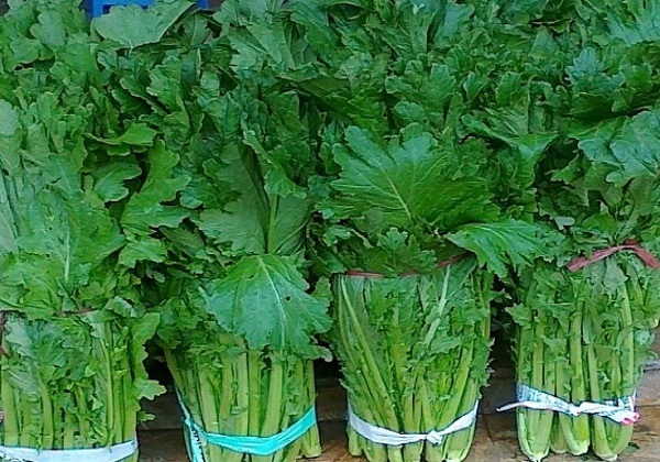 Rau rừng giá tới 120.000 đồng/kg vẫn được chị em săn đón - 3
Rau cải mèo có vị ngon đặc trưng và giòn nên khá phong phú về cách chế biến, có giá mềm hơn so với các loại rau rừng khác. Ảnh: H.N