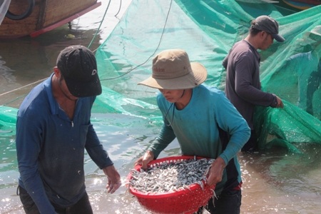 Gặp đàn cá cơm dày đặc, ngư dân Ninh Thuận hốt bạc triệu - 3 Ngư dân đang vận chuyển cá cơm vào bờ tiêu thụ. Ảnh: C.T