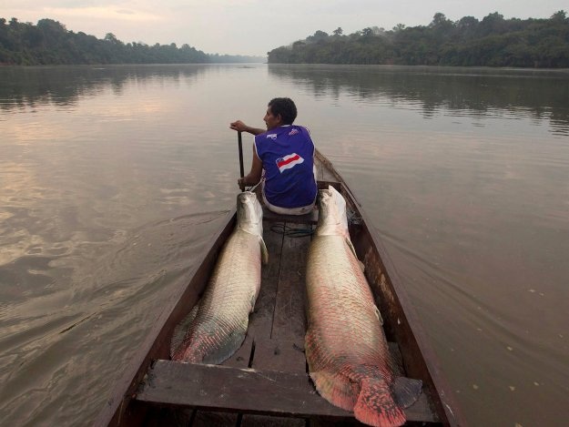 Những bức ảnh cho thấy con người đã phá hủy rừng Amazon như thế nào? - 8 Những bức ảnh cho thấy con người đã phá hủy rừng Amazon như thế nào? - 8