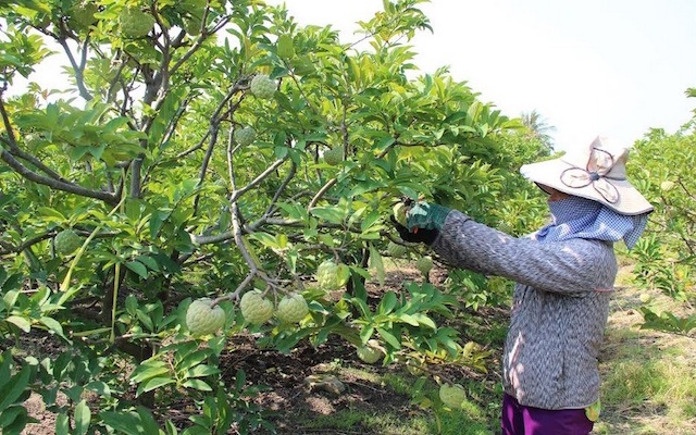 Thương lái không chọn trái cây VietGAP, thực sự họ mua gì? - 3
Dự án trồng mãng cầu ta (na) VietGAP tại TP. Tây Ninh, tỉnh Tây Ninh. Ảnh: I.T