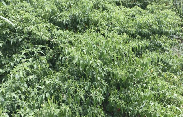 Ngắm "vườn" ớt đặc sản 400.000 đồng/kg, dân không có đủ để bán - 3 Ngắm "vườn" ớt đặc sản 400.000 đồng/kg, dân không có đủ để bán - 3