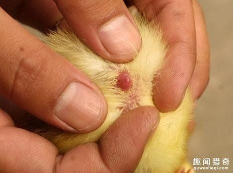 8 nghề lạ thu nhập gần tỷ đồng mỗi năm trên thế giới - 3 8 nghề lạ thu nhập gần tỷ đồng mỗi năm trên thế giới - 3