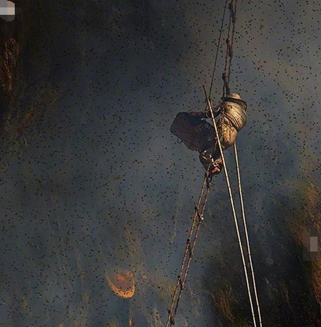 Treo mình giữa vực sâu để tìm loại mật ong "đắt hơn vàng" - 3 Thợ lấy mật thường xuyên bị bầy ong tấn công, chúng đông đến mức bu kín bầu trời