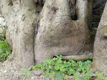 "Cụ" duối gần 300 tuổi giá 1,2 tỷ “ăn đứt” xe Camry có gì đặc biệt? - 3
Cây duối là một trong những cây thân gỗ có tuổi thọ rất cao, lên đến hàng trăm năm, thậm chí có cây lên đến cả nghìn năm, có thể sánh ngang với sự trường tồn của cây đa. Do đó, cây duối còn mang một ý nghĩa là trường tồn, người chơi duối mong muốn cây sẽ mang đến cho con đàn, cháu đống, ông bà trường thọ, dòng họ vẻ vang…