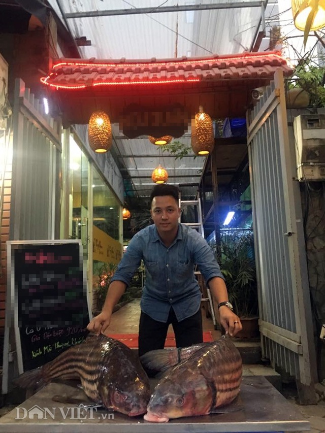 Cặp "quái ngư" trên dòng Mê Kông: Cá trà sóc khủng lồ 70 kg ở Thủ đô - 3 Cặp "quái ngư" trên dòng Mê Kông: Cá trà sóc khủng lồ 70 kg ở Thủ đô - 3