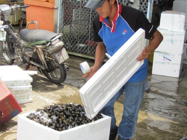 Đưa ốc bươu đi tàu bay, kiếm cả triệu/ngày - 3 Chuẩn bị đóng thùng ốc bươu.