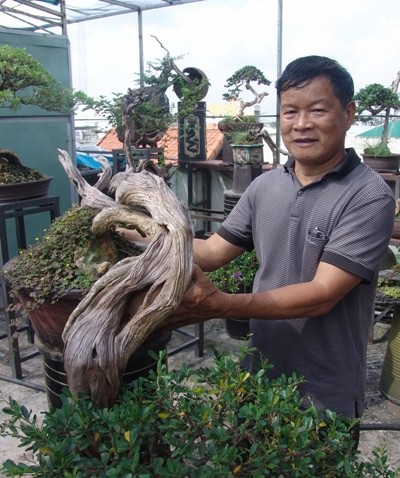 Cận cảnh: Lão nông Sài Gòn phù phép gốc "củi" thành cây cảnh nửa tỷ - 3
Một khúc “củi” đang trong quá trình nuôi dưỡng.