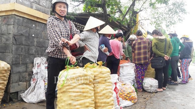 Về xứ sở hồng không hạt cổ thụ, người dân thu 8 tỷ đồng mỗi vụ - 3 Cảnh mua bán hồng không hạt nhộn nhịp ở xã Nam Anh, Nam Đàn, Nghệ An. Ảnh: Lê Tập