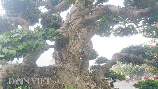 Duối kiểng cổ thụ 'tình phụ tử' hơn 120 tuổi giá tiền tỷ ở Ninh Bình - 3 Duối kiểng cổ thụ 'tình phụ tử' hơn 120 tuổi giá tiền tỷ ở Ninh Bình - 3