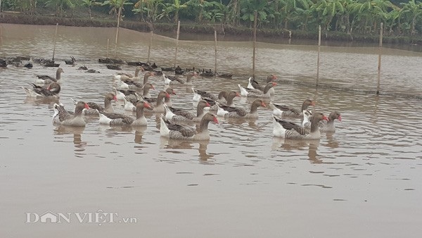 Ngỗng trời giá tiền triệu, chưa Tết đã "cháy" hàng - 3 Ngỗng trời giá tiền triệu, chưa Tết đã "cháy" hàng - 3