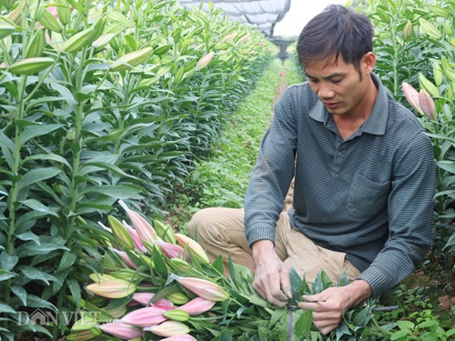 Hà Nội: Hoa ly nở đỏ đồng, bán giá "bèo" 4.000 đồng/cành - 6 Hà Nội: Hoa ly nở đỏ đồng, bán giá "bèo" 4.000 đồng/cành - 6