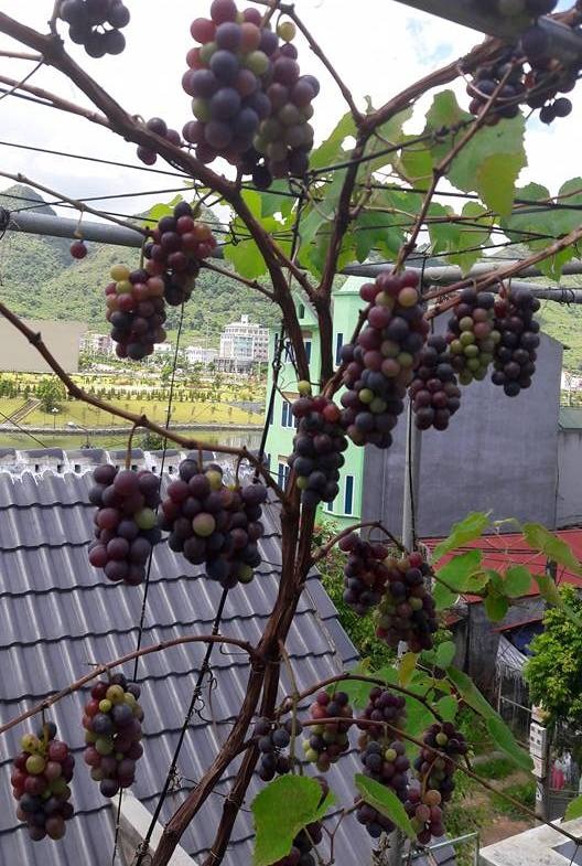 "Siêu nông dân ruộng bê tông": 35m2 sân thượng thu 2 tạ nho - 10 "Siêu nông dân ruộng bê tông": 35m2 sân thượng thu 2 tạ nho - 10