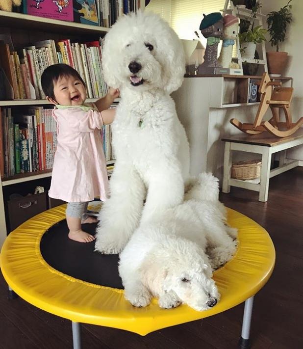 Tình bạn của bé 14 tháng tuổi và người bạn 4 chân khiến ai nhìn cũng thích mê - 9 Có bạt lò xo là phải gọi ngay bạn đến chơi cùng