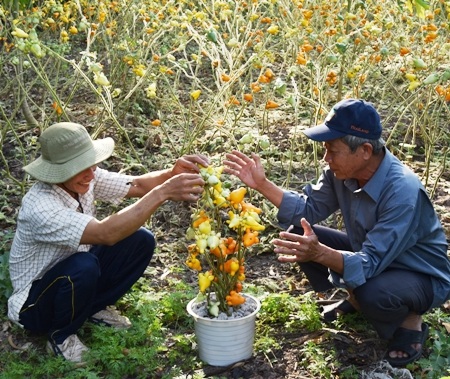 Mâm ngũ quả chưng Tết: Trái "dư" độc lạ hút khách - 2 Chuẩn bị chậu dư ra thị trường phục vụ Tết.
