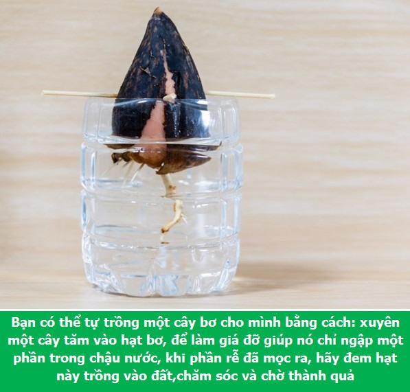 Những mẹo cần biết khi sử dụng và bảo quản quả bơ - 5 Những mẹo cần biết khi sử dụng và bảo quản quả bơ - 5