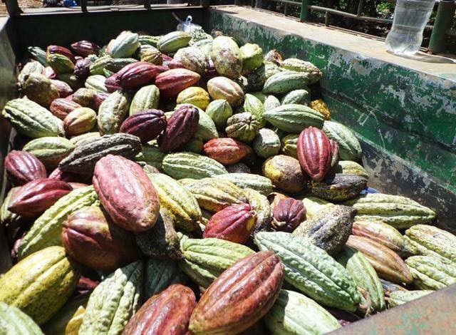 Dân Hà thành lên cơn sốt với quả ca cao tươi - 3
Món lạ luôn luôn hút khách mua