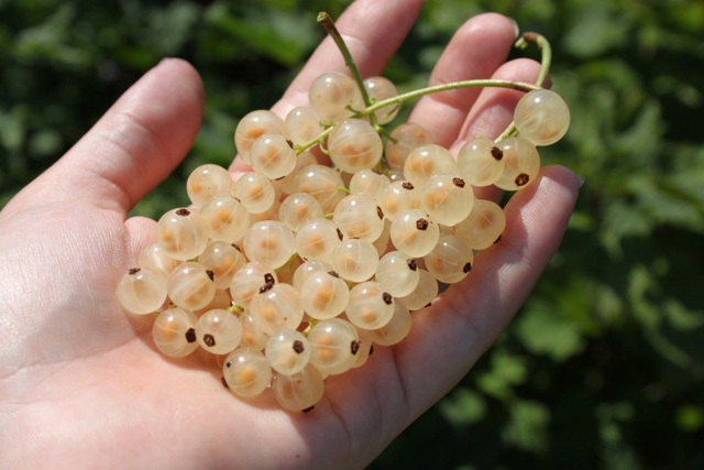 Quả dại "nước người ta" về Việt Nam hóa trái lạ đắt đỏ - 3 Quả dại "nước người ta" về Việt Nam hóa trái lạ đắt đỏ - 3