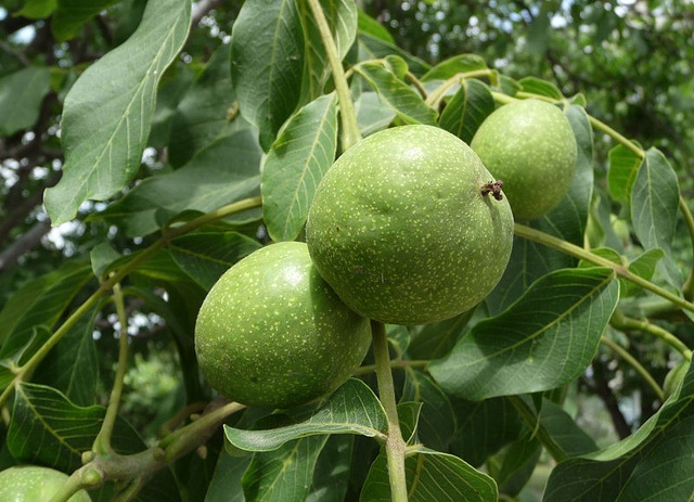 Quả dại "nước người ta" về Việt Nam hóa trái lạ đắt đỏ - 10 Quả dại "nước người ta" về Việt Nam hóa trái lạ đắt đỏ - 10