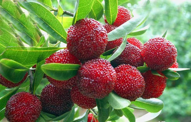 Quả dại "nước người ta" về Việt Nam hóa trái lạ đắt đỏ - 6 Quả dại "nước người ta" về Việt Nam hóa trái lạ đắt đỏ - 6