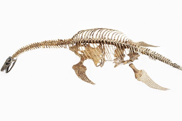 
Bộ xương Plesiosaur mà các nhà khoa học tìm thấy dài khoảng 12 mét.
