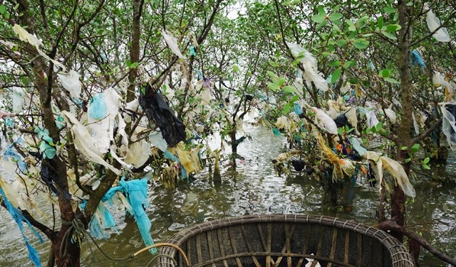 Cánh rừng bần nguyên sinh bị “đày đọa” bởi... rác - 11 Không chỉ đe dọa cánh rừng ngập mặn nguyên sinh của Nghệ An mà tình trạng rác thải còn ảnh hưởng nghiêm trọng đến hệ sinh thái động, thực vật đa dạng ở đây