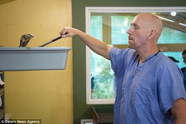 Nọc rắn cướp đi sinh mạng của hàng chục nghìn người mỗi năm. Trong y khoa, nọc rắn độc được nghiên cứu và ứng dụng rộng rãi. Ý tưởng bào chế thuốc chữa bệnh từ nọc rắn cũng hoàn toàn không mới. Nếu được sử dụng đúng liều lượng thì nọc độc không gây hại mà còn có lợi cho sức khỏe của con người. Công việc lấy nọc rắn là một nghề cực kỳ nguy hiểm và nhiều rủi ro. Họ phải dùng tay mở miệng con rắn và cắm răng nọc của nó vào lọ có màng bọc để trích lấy nọc độc phục vụ cho việc bào chế thuốc. Trong ảnh là ông Jim Harrison, 55 tuổi, sống ở Mỹ, nuôi khoảng 2.000 con rắn độc, bao gồm một số con thuộc loại nguy hiểm nhất thế giới, tại một vườn thú bò sát ở bang Kentucky. Trại nuôi rắn của ông Harrison có thể là trại lớn nhất nước Mỹ và thậm chí trên toàn thế giới.