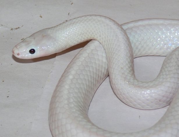 
Con rắn lạ có màu trắng từ đầu đến đuôi, trừ cặp mắt.
