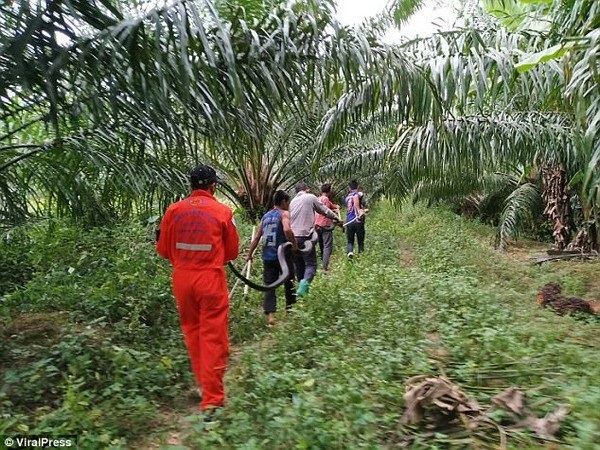 Rắn hổ mang chúa “khủng” giết chết trăn sau trận chiến kéo dài - 2 Rắn hổ mang chúa “khủng” giết chết trăn sau trận chiến kéo dài - 2