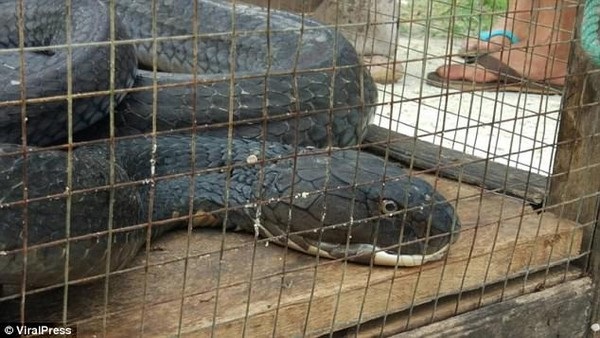 Rắn hổ mang chúa “khủng” giết chết trăn sau trận chiến kéo dài - 3 Kích cỡ của con rắn hổ mang chúa khiến nhiều người phải hoảng sợ