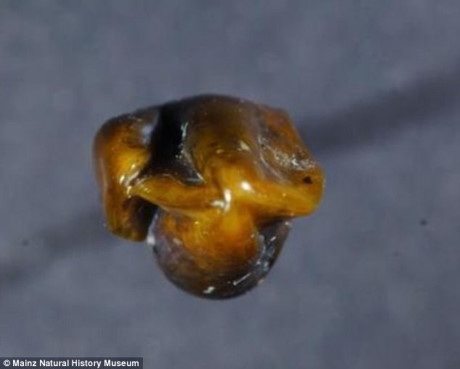 
Một trong những chiếc răng được phát hiện có tuổi đời 9,7 triệu năm.
