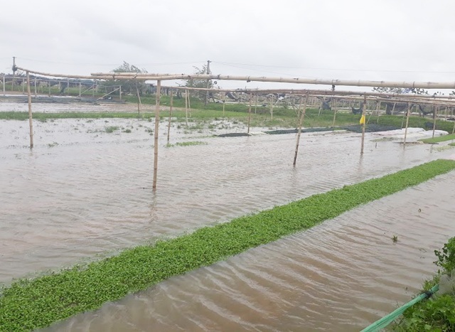 Nghệ An: Mưa lũ kéo dài, giá rau xanh tăng phi mã - 1 Mưa lớn kéo dài khiến nhiều diện tích rau màu ở Nghệ An bị ngập nước, hư hỏng