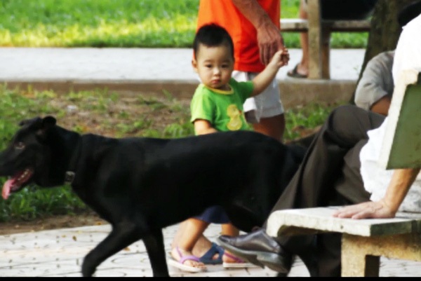 Không đeo rọ mõm cho chó nơi công cộng bị phạt 800 nghìn đồng - 1 Người dân ám ảnh với những chú chó không được rọ mõm khi ra đường như thế này (Ảnh: Trọng Trinh)