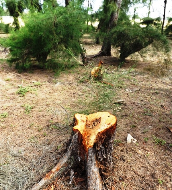 
Theo chủ trương là chỉ được khai thác cây chết.
