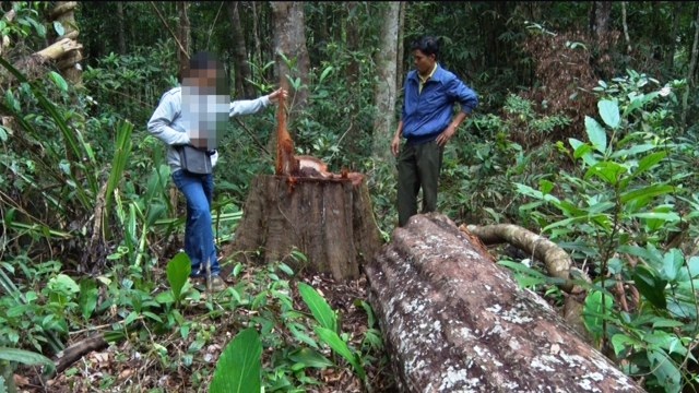 
Nhiều cây cổ thụ tại Dự án điểm du lịch sinh thái thác Lưu Ly bị đốn hạ do có sự tiếp tay của nhân viên công ty
