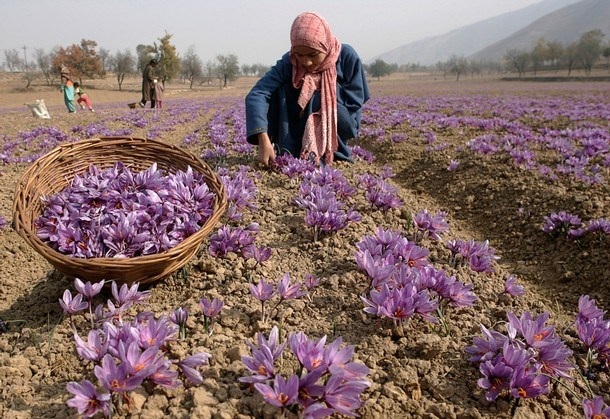 Nhụy nghệ tây - thứ gia vị đắt đỏ hơn vàng - 1 Thu hoạch nghệ tây ở Iran