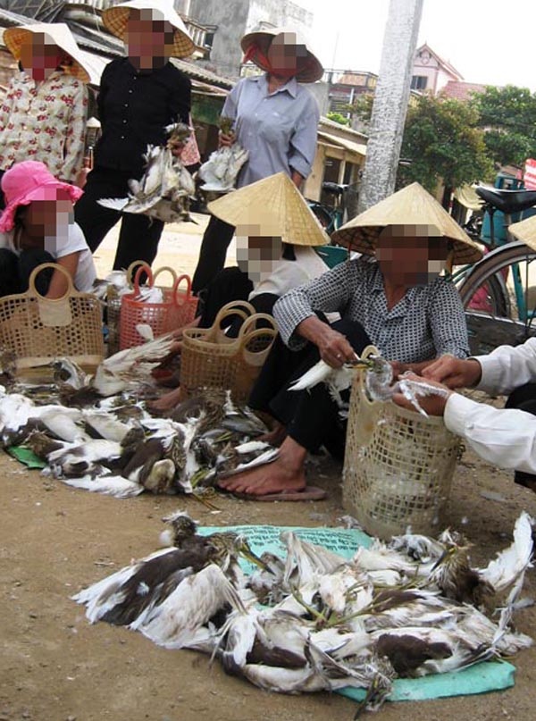 
Chim trời sau khi bị bắt được đưa ra chợ tiêu thụ.
