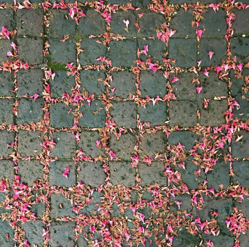 Những cánh hoa rơi bị giữ lại trên khoảng hở giữa hai viên gạch vô tình tạo nên một bức tranh sống động.