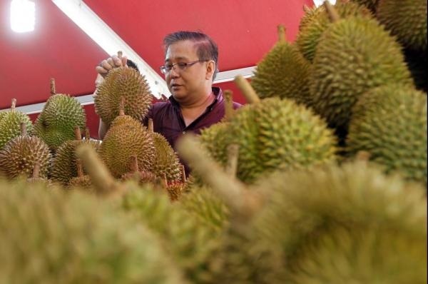 Tại sao sầu riêng lại có mùi khó ngửi? - 1 Tại sao sầu riêng lại có mùi khó ngửi? - 1
