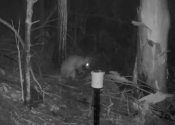 Phát hiện "quái thú" nửa mèo - nửa kangaroo trong rừng Úc - 1