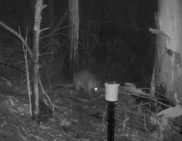 Phát hiện "quái thú" nửa mèo - nửa kangaroo trong rừng Úc - 2