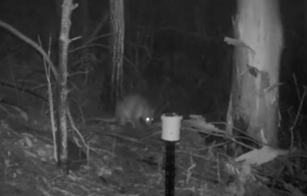 Phát hiện "quái thú" nửa mèo - nửa kangaroo trong rừng Úc - 3