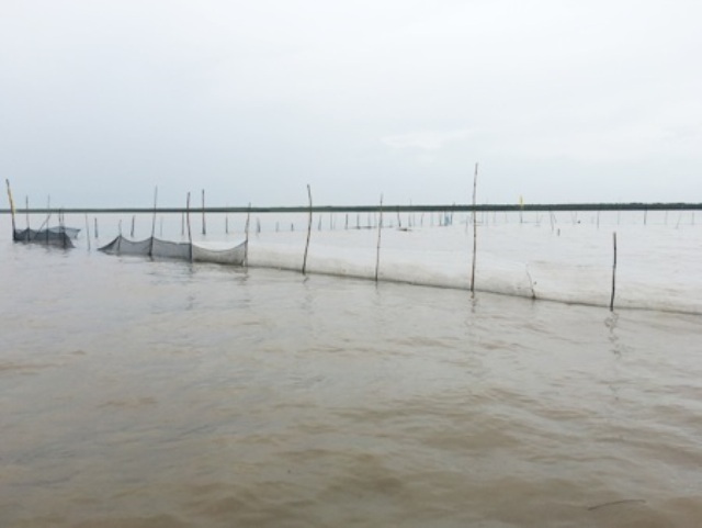 Khởi tố 10 đối tượng trộm sò huyết giống - 1 Một khu vực nuôi sò huyết giống. (Ảnh minh họa)