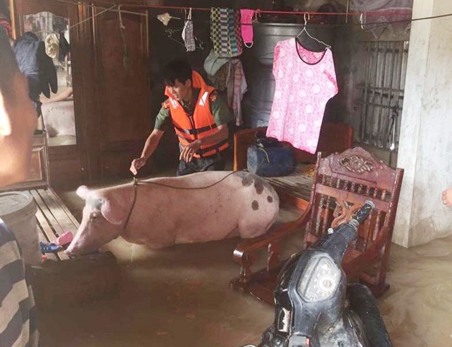 Công an dùng xe chuyên dụng giúp dân vượt vùng nước ngập - 10 Công an thị xã Hoàng Mai sơ tái tài sản, vật nuôi cho người dân các khu vực ngập lụt do mưa lớn kéo dài và thủy triều dâng